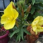 Oenothera glaziovianaŽiedas