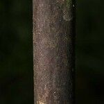 Licaria chrysophylla 樹皮