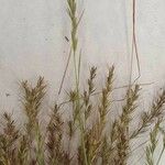 Vulpia ciliata Fula