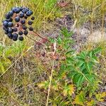 Aralia hispida Folha