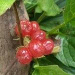 Rubus saxatilis Fruto