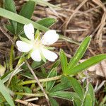 Potentilla alba Flower