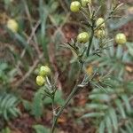 Dianella ensifolia Frucht