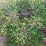 Berberis vulgaris Συνήθη χαρακτηριστικά