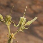 Vangueriopsis lanciflora Çiçek