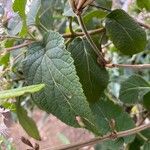 Ageratina havanensis Leaf