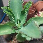 Kalanchoe ceratophylla Ліст