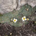 Saxifraga squarrosa Flower