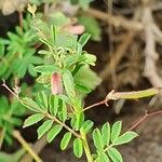 Indigofera brevicalyx Leaf