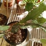 Euphorbia bougheyi Frunză