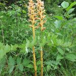 Orobanche alsatica Habitus