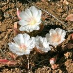 Lewisia rediviva Habit