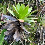 Gentianella dasyantha Yaprak