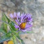 Aster alpinusফুল