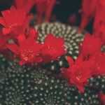 Rebutia minuscula Květ