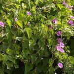 Ipomoea rubens Цвят