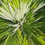 Chamaerops humilis Folha