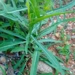 Launaea cornuta Hoja