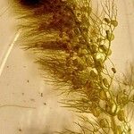 Utricularia vulgaris পাতা