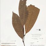 Guatteria megalophylla Leaf