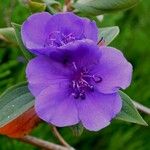 Tibouchina urvilleana Blüte