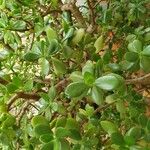 Crassula ovata পাতা