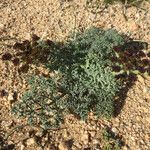 Lomatium mohavense Агульны выгляд