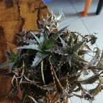 Dyckia marnier-lapostollei Φύλλο