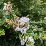 Lagerstroemia indicaKvet