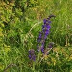 Salvia pratensis Flor