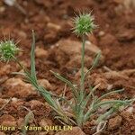 Echinaria capitata Habit