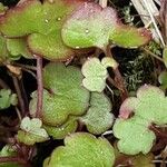 Cymbalaria aequitriloba Leaf