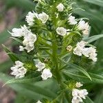 Echium decaisnei Flower