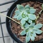 Graptopetalum macdougallii Leaf