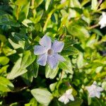 Vinca difformisFlower