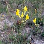 Linaria spartea Folha