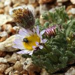 Erigeron compositus Hábito