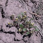 Phacelia scopulina Hábito