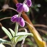 Salvia leucantha Цветок