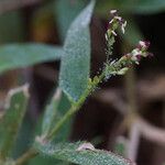 Urochloa panicoides 花