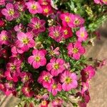 Saxifraga rosacea Кветка