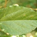 Dombeya punctata Hoja