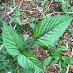 Rubus columellaris Hoja