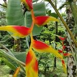 Heliconia platystachys