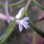 Afropectinariella subulata Floro