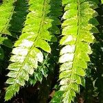 Polystichum luctuosum Folha