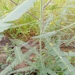 Sesbania herbacea Leaf