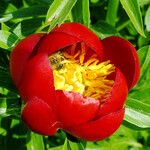 Paeonia peregrina Flower