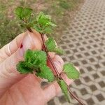 Veronica agrestis Leaf