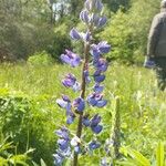 Lupinus × regalis Fiore